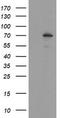 Sentrin-specific protease 2 antibody, CF504864, Origene, Western Blot image 