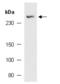 NCK Associated Protein 5 antibody, orb387473, Biorbyt, Western Blot image 