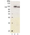 Aryl hydrocarbon receptor antibody, MBS565268, MyBioSource, Western Blot image 