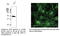 Gap Junction Protein Alpha 1 antibody, AB0016-500, SICGEN, Immunofluorescence image 