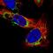 OCIA Domain Containing 2 antibody, HPA041090, Atlas Antibodies, Immunofluorescence image 
