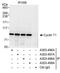 Cyclin T1 antibody, A303-498A, Bethyl Labs, Immunoprecipitation image 