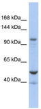 DExD/H-Box Helicase 58 antibody, TA341588, Origene, Western Blot image 