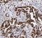 Estrogen Receptor 2 antibody, FNab02866, FineTest, Immunohistochemistry frozen image 