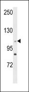 Centrosomal Protein 128 antibody, PA5-49662, Invitrogen Antibodies, Western Blot image 