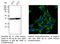 Ribosomal Protein S6 antibody, AB0052-200, SICGEN, Western Blot image 