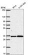 Gem Nuclear Organelle Associated Protein 2 antibody, PA5-66055, Invitrogen Antibodies, Western Blot image 