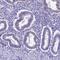 4-Aminobutyrate Aminotransferase antibody, HPA041690, Atlas Antibodies, Immunohistochemistry paraffin image 