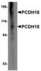 Protocadherin-18 antibody, TA306745, Origene, Western Blot image 