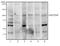 Inner Centromere Protein antibody, TA336285, Origene, Western Blot image 