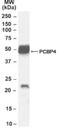 Neurturin antibody, NB100-68153, Novus Biologicals, Western Blot image 
