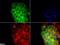 CD81 Molecule antibody, NB100-65805, Novus Biologicals, Immunofluorescence image 