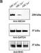 ATP Binding Cassette Subfamily A Member 4 antibody, NBP1-30032, Novus Biologicals, Western Blot image 