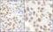 Cap Methyltransferase 1 antibody, NB100-79786, Novus Biologicals, Immunohistochemistry paraffin image 