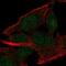 MINDY Lysine 48 Deubiquitinase 2 antibody, NBP2-57857, Novus Biologicals, Immunofluorescence image 