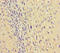 Septin 2 antibody, orb29321, Biorbyt, Immunohistochemistry paraffin image 