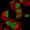 Heterogeneous Nuclear Ribonucleoprotein A2/B1 antibody, HPA065537, Atlas Antibodies, Immunocytochemistry image 