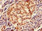 Regulator of G-protein signaling 2 antibody, orb351965, Biorbyt, Immunohistochemistry paraffin image 