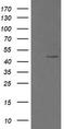 CgA antibody, TA506097, Origene, Western Blot image 