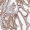 Peptide Deformylase, Mitochondrial antibody, HPA063409, Atlas Antibodies, Immunohistochemistry frozen image 
