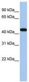 GATA Binding Protein 3 antibody, TA329424, Origene, Western Blot image 