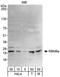 RNA-binding protein 8A antibody, A301-033A, Bethyl Labs, Western Blot image 