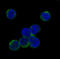 Janus Kinase 2 antibody, MP00027, Boster Biological Technology, Western Blot image 