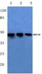 Keratin 18 antibody, A01357T410, Boster Biological Technology, Western Blot image 