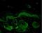 Hspa1 antibody, NB110-96425, Novus Biologicals, Immunohistochemistry paraffin image 
