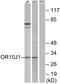 Olfactory Receptor Family 10 Subfamily J Member 1 antibody, GTX87541, GeneTex, Western Blot image 