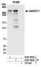Ankyrin Repeat Domain 17 antibody, A301-663A, Bethyl Labs, Immunoprecipitation image 