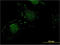 Nitrilase homolog 1 antibody, LS-C197785, Lifespan Biosciences, Immunofluorescence image 