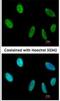 Scaffold Attachment Factor B antibody, NB200-332, Novus Biologicals, Immunofluorescence image 