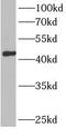 Branched Chain Amino Acid Transaminase 1 antibody, FNab00830, FineTest, Western Blot image 