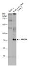 AT-Rich Interaction Domain 5A antibody, GTX631938, GeneTex, Western Blot image 
