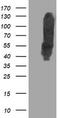 DLD antibody, TA503422, Origene, Western Blot image 