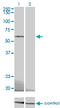 Protein Kinase AMP-Activated Catalytic Subunit Alpha 2 antibody, LS-C197983, Lifespan Biosciences, Western Blot image 