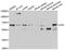 CD5 Molecule antibody, orb247649, Biorbyt, Western Blot image 