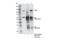 Zinc Fingers And Homeoboxes 2 antibody, 20937S, Cell Signaling Technology, Immunoprecipitation image 