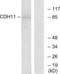 OB-cadherin antibody, LS-C119405, Lifespan Biosciences, Western Blot image 