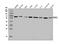 P21 (RAC1) Activated Kinase 1 antibody, A00454-2, Boster Biological Technology, Western Blot image 