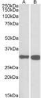 Pyridoxal Phosphatase antibody, LS-B10464, Lifespan Biosciences, Western Blot image 
