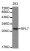 Ribosomal Protein L7 antibody, LS-C334395, Lifespan Biosciences, Western Blot image 