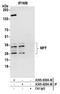 Mitochondrial Fission Factor antibody, A305-638A-M, Bethyl Labs, Immunoprecipitation image 