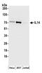 Taxilin Alpha antibody, A304-533A, Bethyl Labs, Western Blot image 