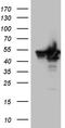 BAG family molecular chaperone regulator 5 antibody, TA810619, Origene, Western Blot image 