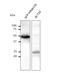 RAB11B, Member RAS Oncogene Family antibody, orb11631, Biorbyt, Western Blot image 