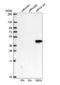 Heterogeneous Nuclear Ribonucleoprotein C (C1/C2) antibody, NBP2-33604, Novus Biologicals, Western Blot image 