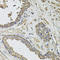 Potassium channel subfamily K member 9 antibody, LS-B15629, Lifespan Biosciences, Immunohistochemistry frozen image 