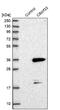 Chromosome 8 Open Reading Frame 33 antibody, NBP1-82154, Novus Biologicals, Western Blot image 
